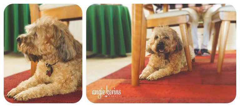 Curly the dog, at ease in his usual spot under the dining table