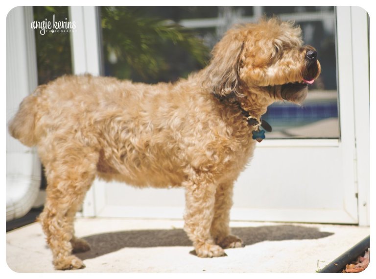 Wheaten Terrier relaxing by the pool