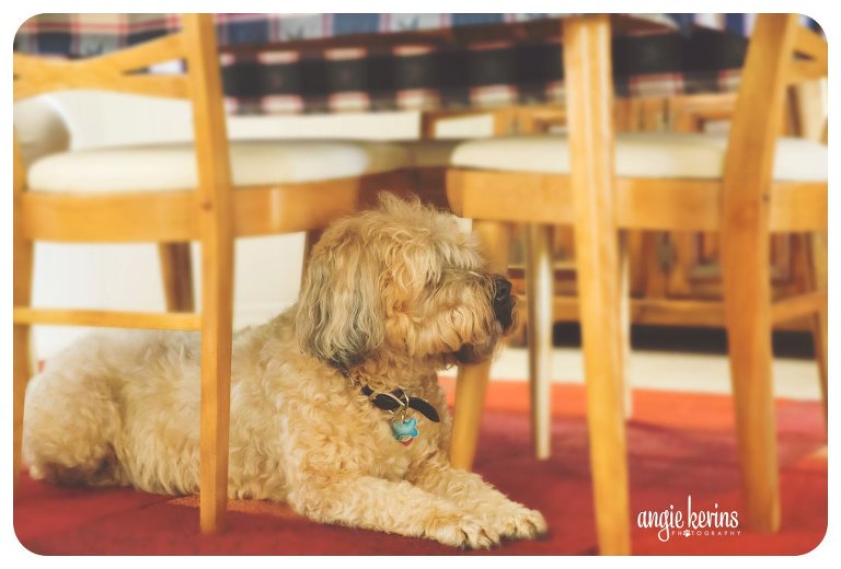 Wheaten Terrier under the kitchen table where he waits while mom eats dinner