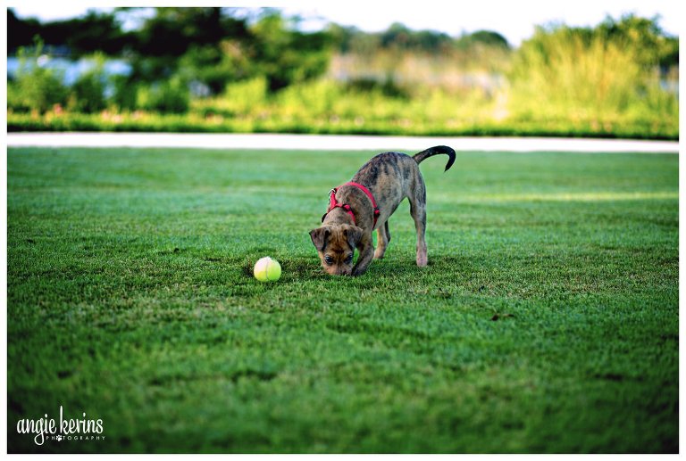 Baldwin Park pet photographer