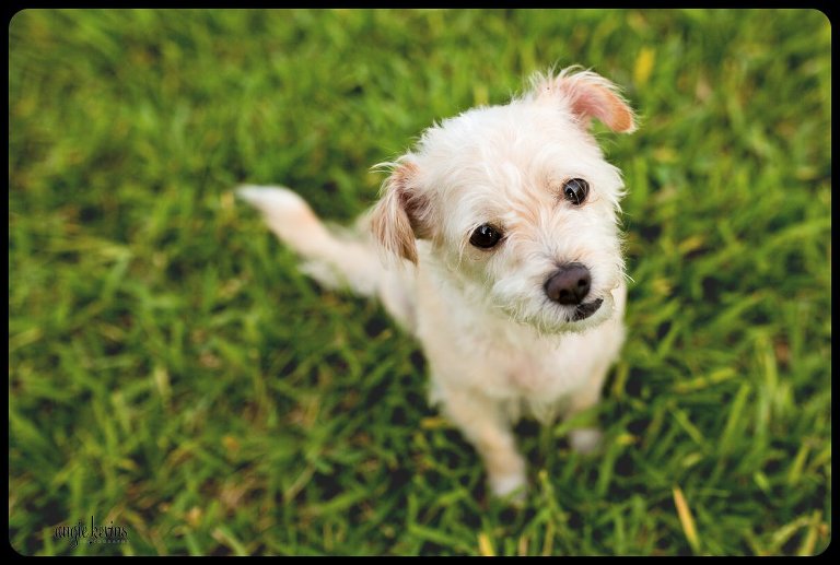 Outdoor dog photography Orlando