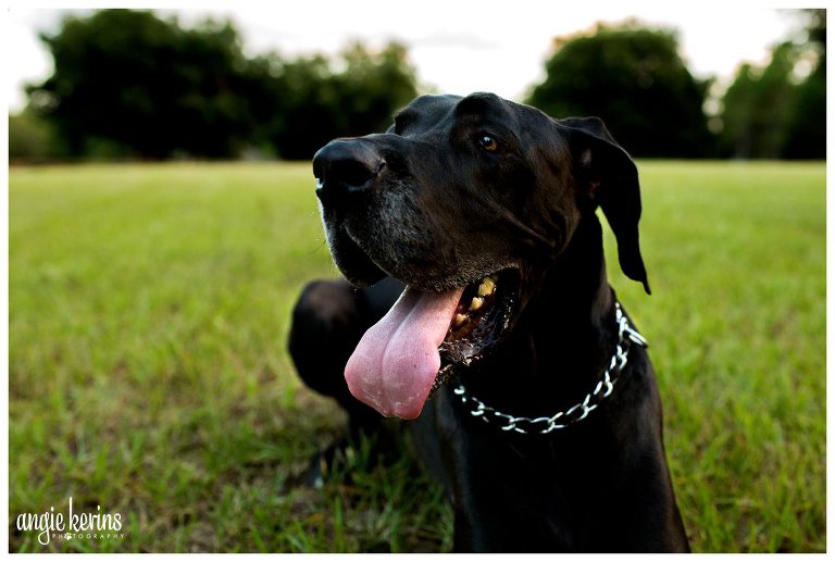 Great Dane clermont outdoors photography