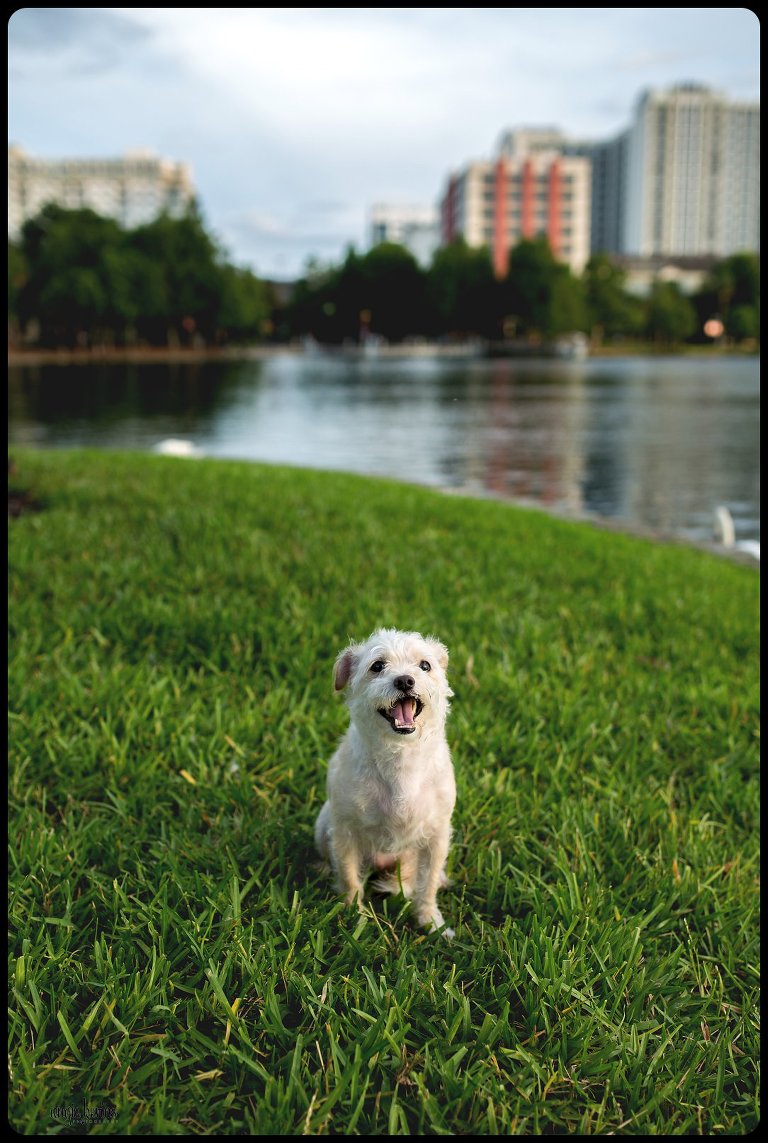 Outdoor dog photography Orlando