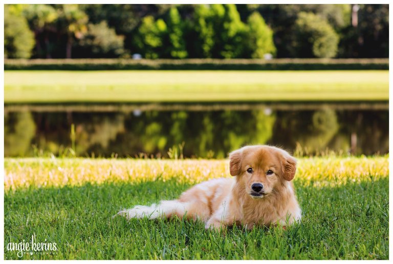 Central Florida dog photographer