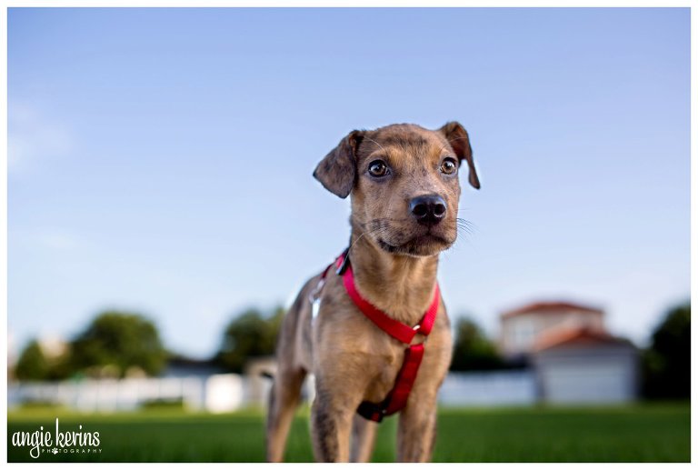 Rescued puppy central florida pet photography