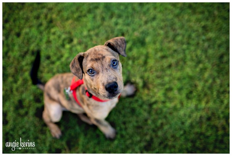 central florida dog photography