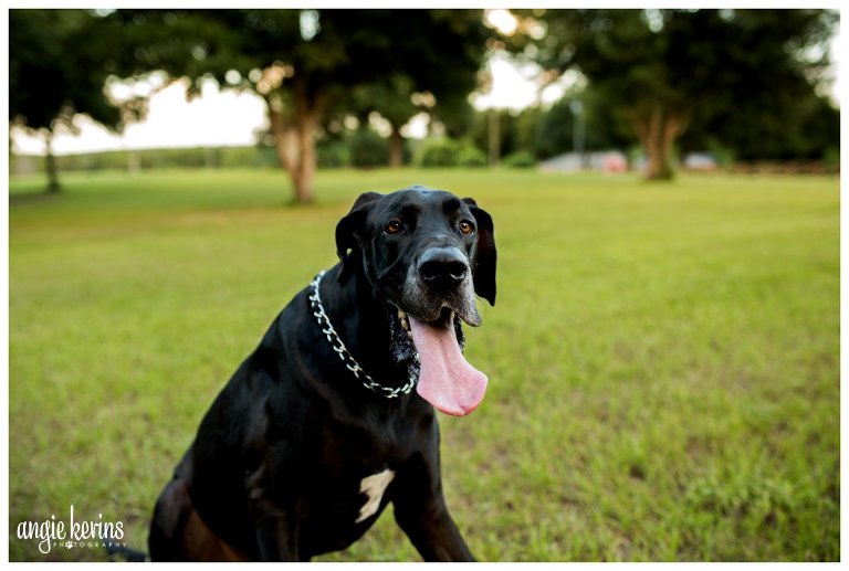 central florida dog photography