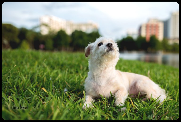 central florida dog photography