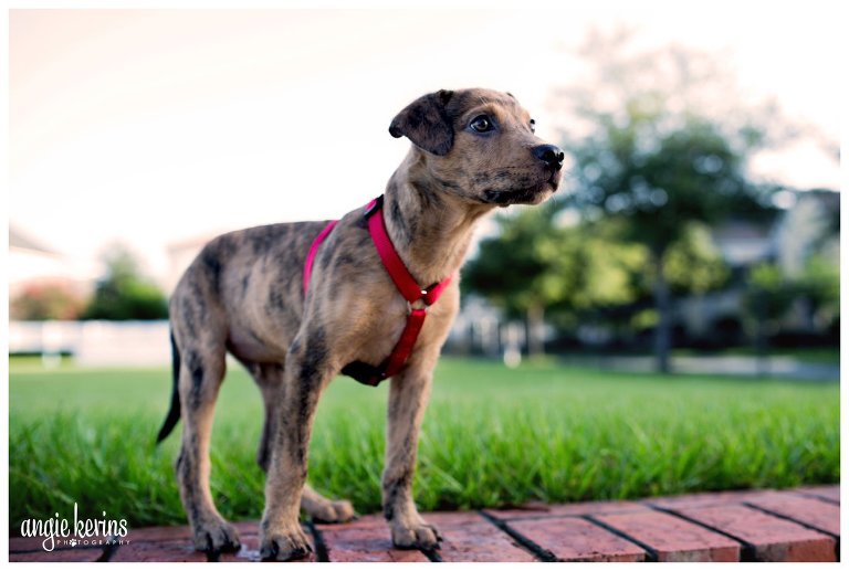 lifestyle dog photography outdoor park session