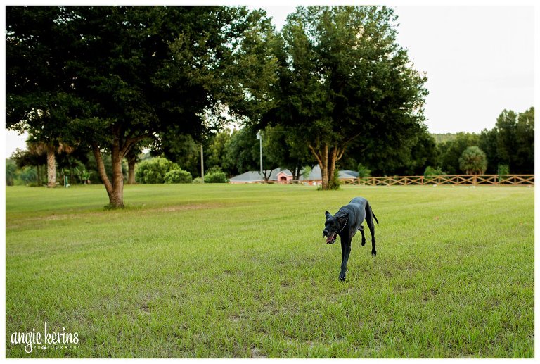 playful great dane clermont photography session