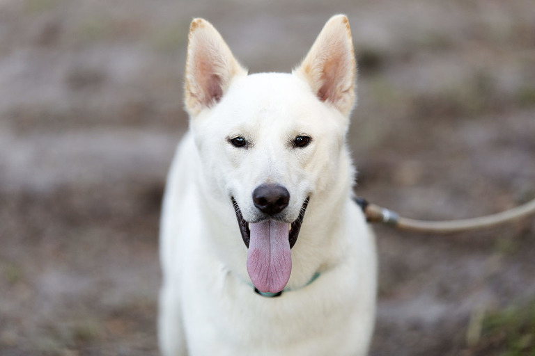 lab - husky mix Deltona photographer