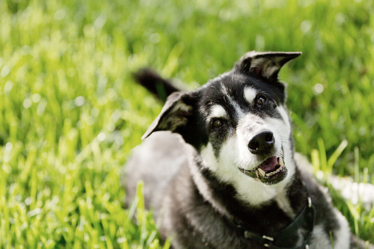 windermere dog photographer