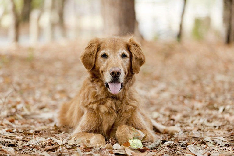 Golden retriever Windermere